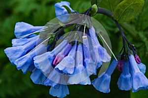 Cluster of Virginia Bluebells Ã¢â¬â Mertensia virginica